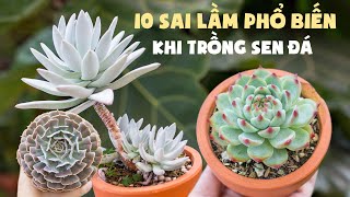 10 SAI LẦM PHỔ BIẾN KHI TRỒNG SEN ĐÁ| These things kill your sucuclents| 多肉植物| 다육이들 | Suculentas screenshot 5