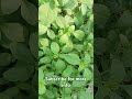 how to grow spinach