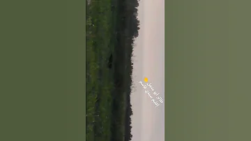 طائر أبو منجل إقليم سيدي قاسم 