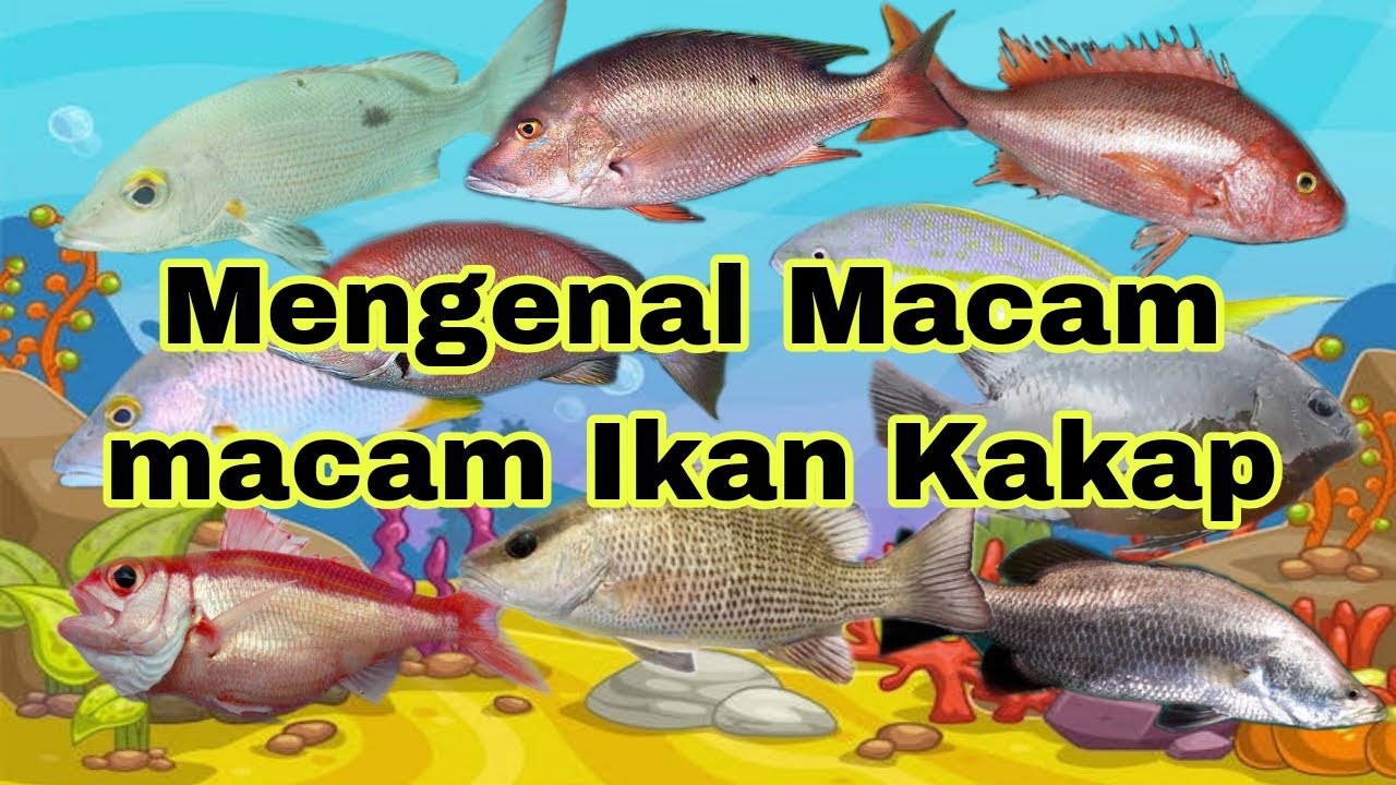 Mengenal Macam macam Ikan Kakap