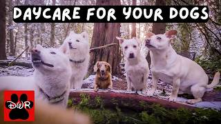 Daycare for Dogs 🐾 Calm Pack Walks | 12 Hours of Dog TV