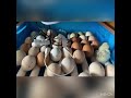 Рождение цыплёнка 🐣 первые шаги 🐥