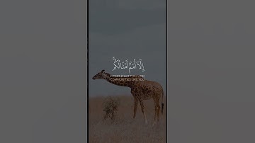 ☘️✨🤍دابة في الأرض 🌸📖سورة الأنعام 💫 |الآية{38}|