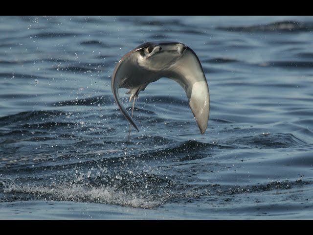 INCREDIBLE FLYING RAYS! 