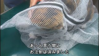 娘猫ミケの病院騒動で騒々しい雨の夜