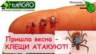 С ВЕСНОЙ ПРОСЫПАЮТСЯ... КЛЕЩИ! Оградите себя и своих детей ОТ СМЕРТЕЛЬНЫХ ОПАСНОСТЕЙ!