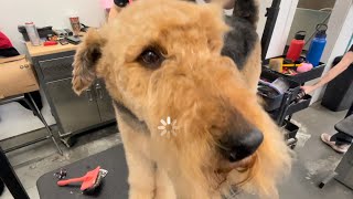 Grooming a Airdale Terrier