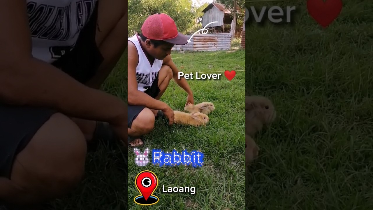 🐰🐇Playtime with the Rabbits #animals #pets  #petlover #reels #provincelife #rabbit