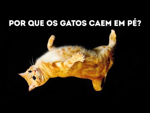 Vídeo: Por Que Os Gatos Caem Na Poeira