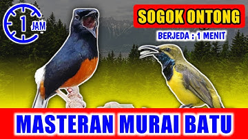 MASTERAN MURAI BATU - suara Sogok ontong nyeceret jernih keras berjeda 1 menit FULL 1 JAM