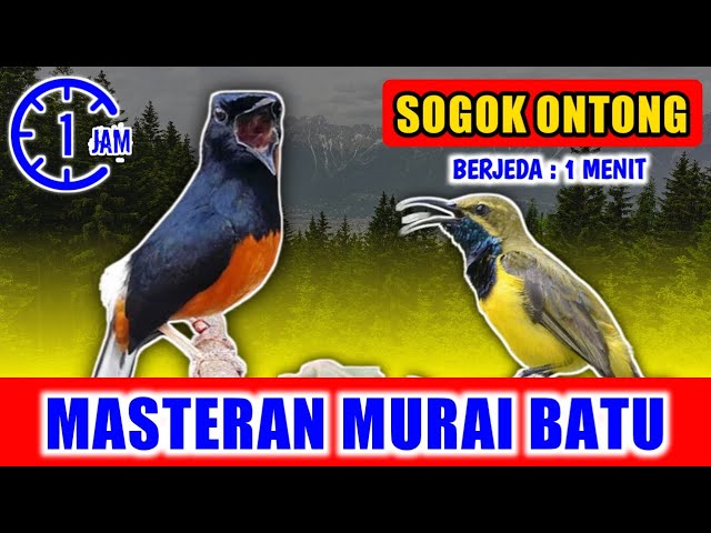 MASTERAN MURAI BATU - suara Sogok ontong nyeceret jernih keras berjeda 1 menit FULL 1 JAM class=