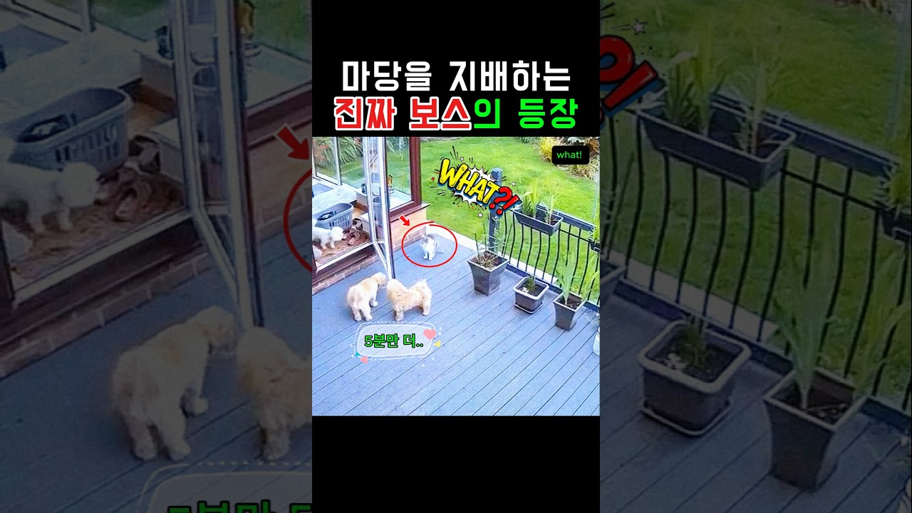 마당을 지배하는 진짜 보스의 등장 #동물 #강아지 #감동 #반전 #고양이