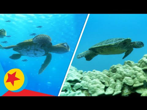 Finding Nemo Real Life Side-by-Side | Pixar