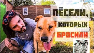 #90 И смеялись, и плакали: собачий приют "Зов предков"