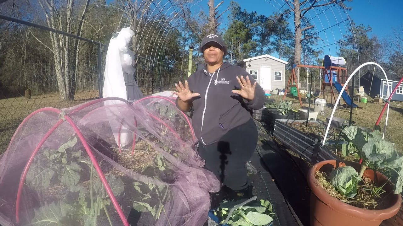 New years Eve Harvest 