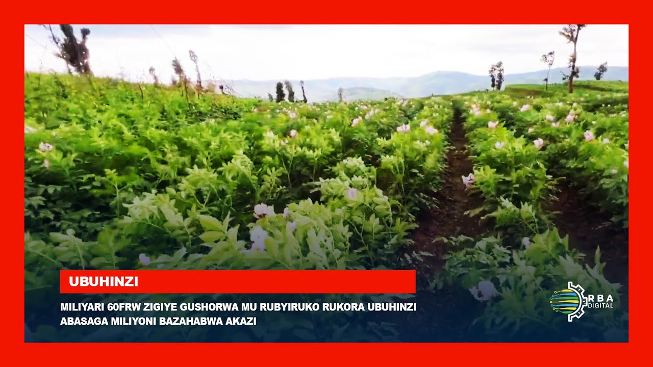Miliyari 60Frw zigiye gushorwa mu rubyiruko rukora ubuhinzi | Abasaga miliyoni bazahabwa akazi