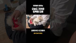 울 애기..#shorts #일상 #강아지 #개집사 #포메 #vlog #부산 #김해 #장유 #창원 #🥵