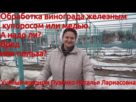 Обработка виноградника железным  купоросом - вред или польза? (Пузенко Наталья Лариасовна)