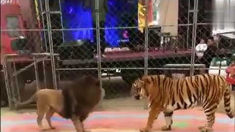 Tiger Vs Lion