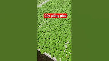 Cây giống cúc pico #cucpico #caygiongcucpico #cucpicocaymo