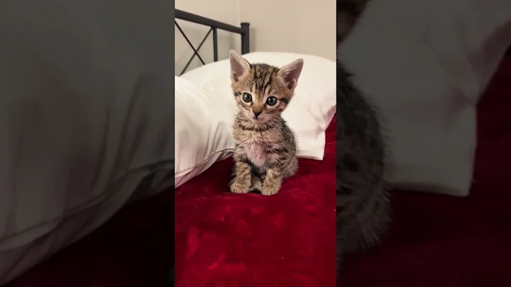 Video 4756871: kitten compilation cute adorable, cute adorable little kittens, little kitten funny