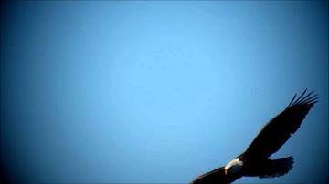 Eagles In Slow Motion