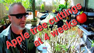 Update on the apple tree and the cuttings!