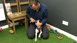 Easy Way To Brush Your Dog's Teeth - By PetStoreO by Simply Pets Online 178 views 6 years ago 1 minute, 27 seconds