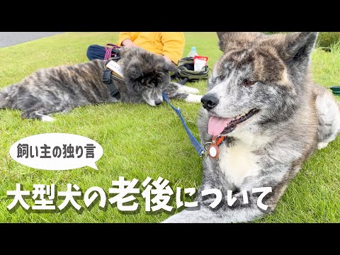 シニア期突入の秋田犬。老後の事を考える飼い主。【虎毛】【大型犬】【akita dog】