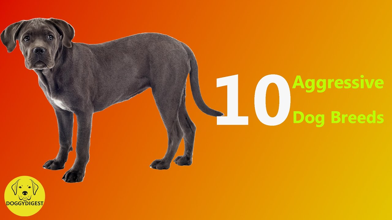Top 10 Aggressive Dog Breeds YouTube