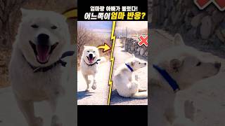 엄마가 부르면 이렇게 반응함ㅋㅋ