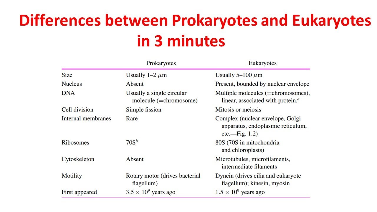 Differences Between Prokaryotes And Eukaryotes Prokaryotes Vs