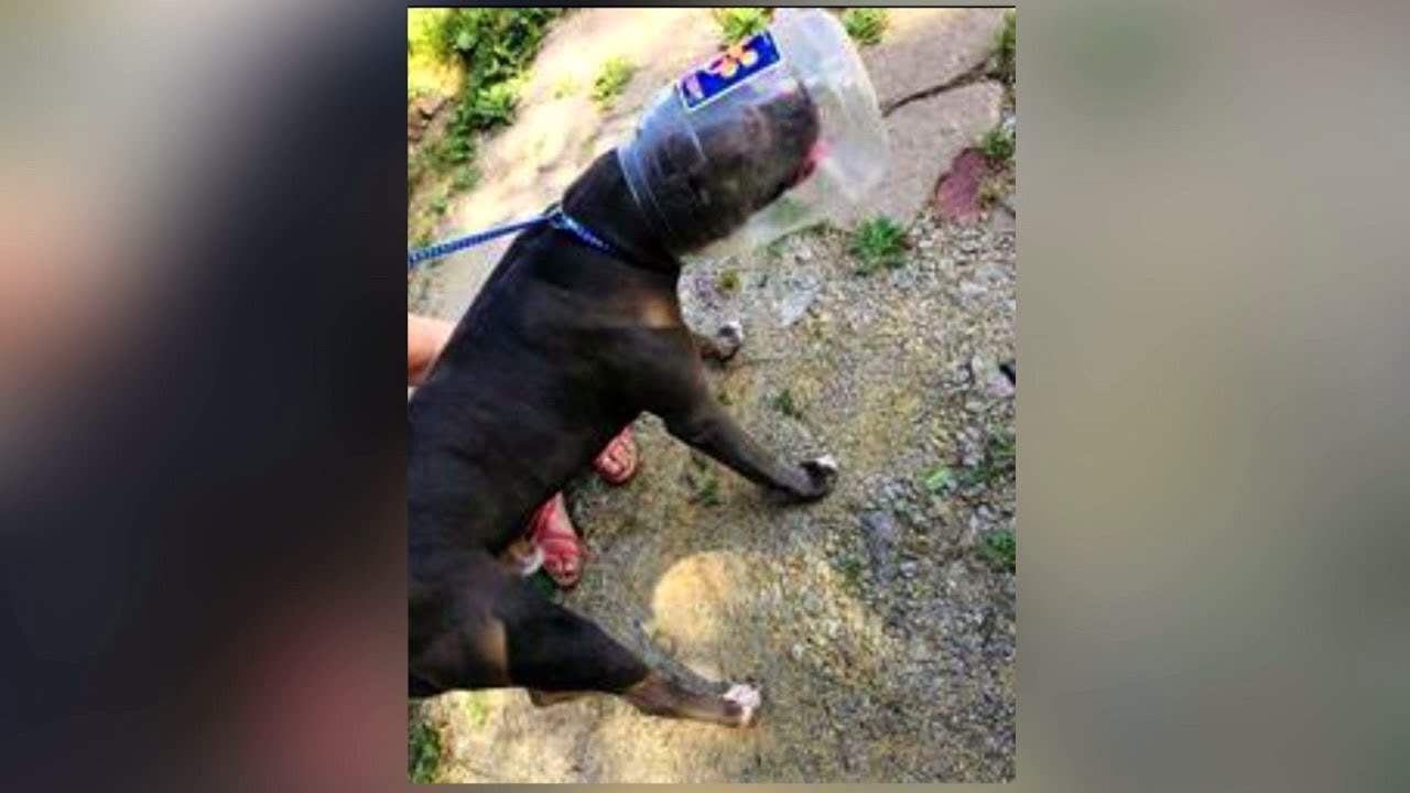 Kansas City Officers Rescue Dog Found with Head Stuck in Jug YouTube