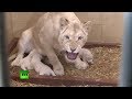 Leones blancos trillizos nacen en un zoológico en Polonia