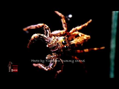 วีดีโอ: แมงมุมมีกี่ตา