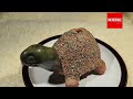 Indoor Sprouting Chia Seeds - Growing Chia Seed Greens | Timelapse &amp; Closeup