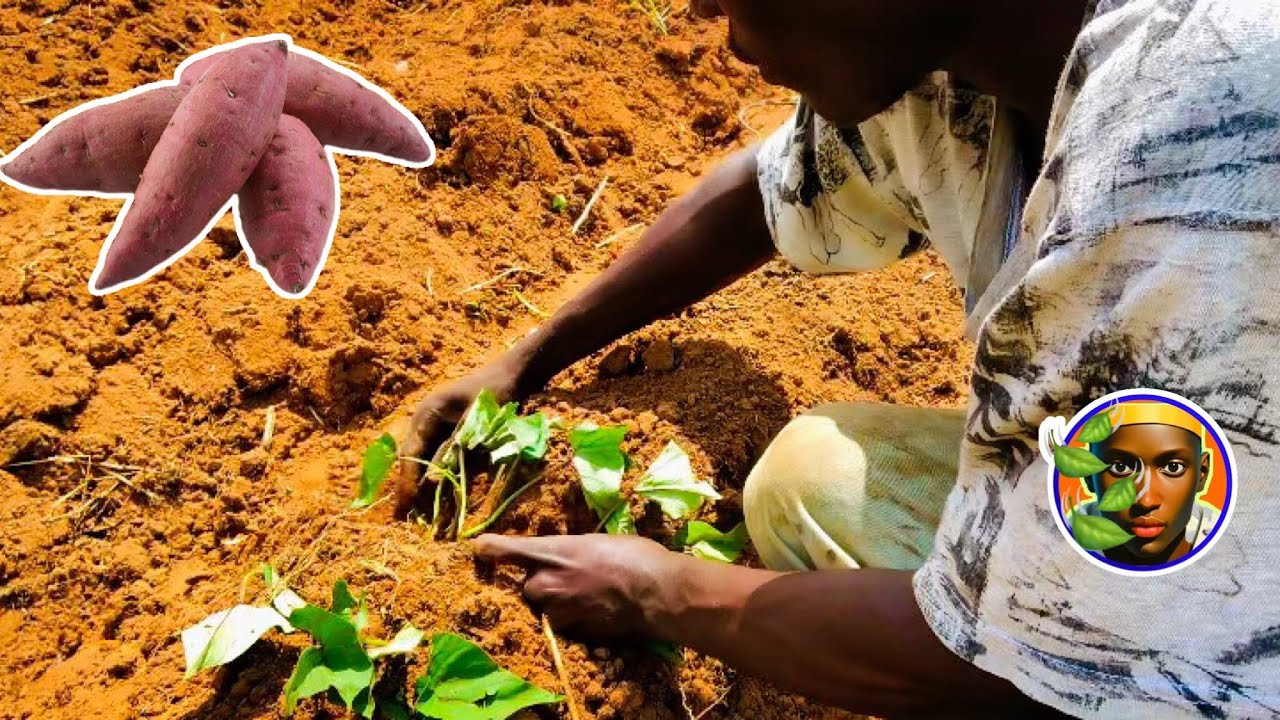 Les secrets pour une récolte de patates douces incroyable!