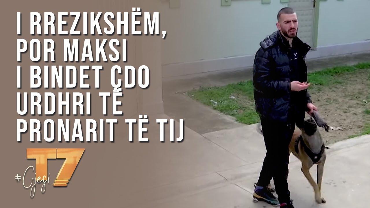 #gjesi: I rrezikshëm, por Maksi i bindet çdo urdhri të pronarit të tij | T7