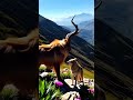 The Ibex and Wolf #ai #mountains #wolfs #travel #viral #trending