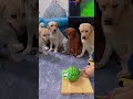 Bu Yaramaz Köpekler Arkadaşını Hemen Sattılar! 😂🐕