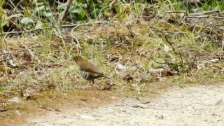 Thrush Alpine DSCN8854