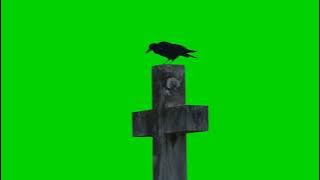 Green screen burung gagak crow and cross HD