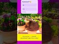 Вот такой цветок😄😸 #приколыскотами
