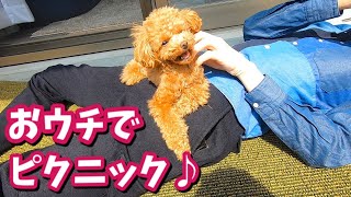 ベランダピクニックで日光浴を満喫する犬とおじさん【トイプードルのコロン】