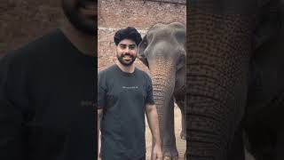Elephant #pleasesubscribe #elephantlove