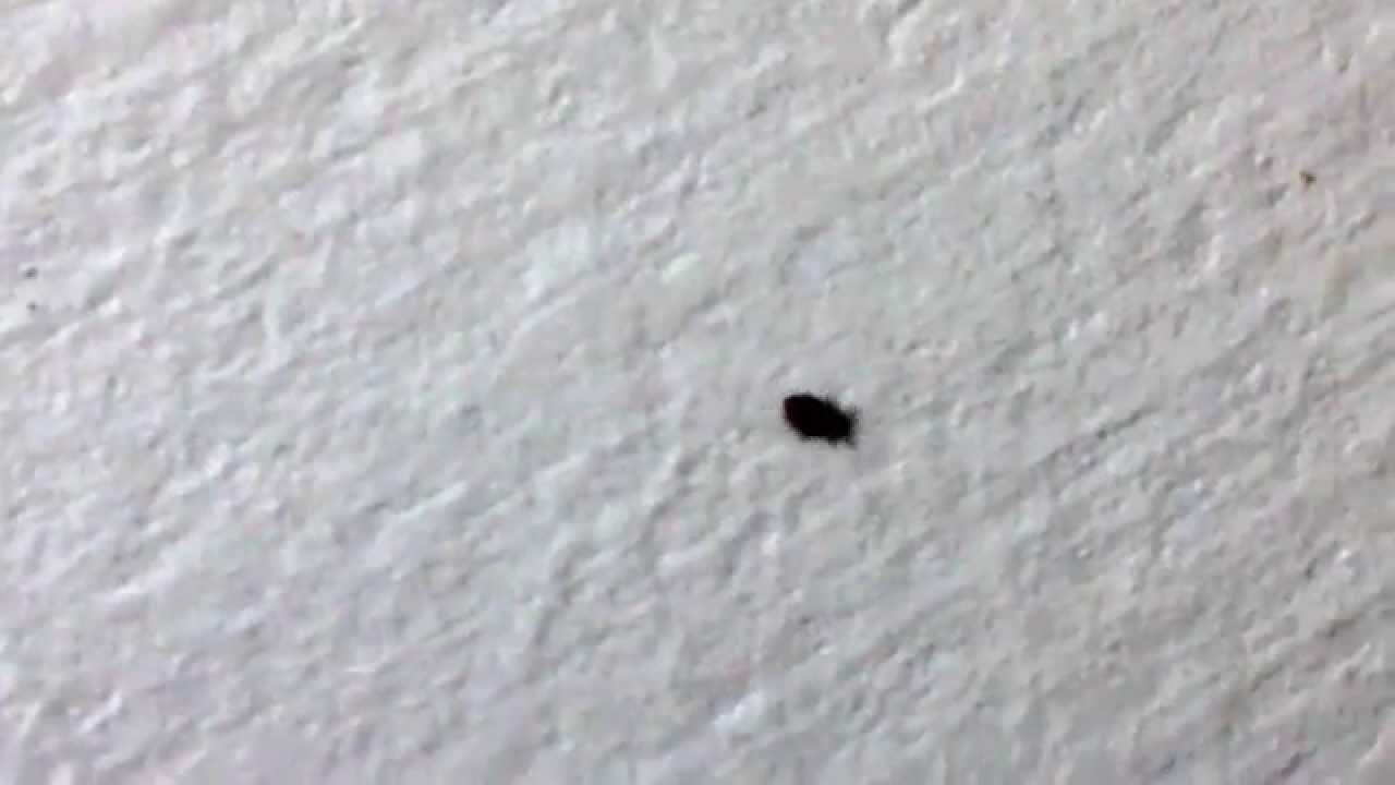 Powderpost Beetle Closeup Office Youtube