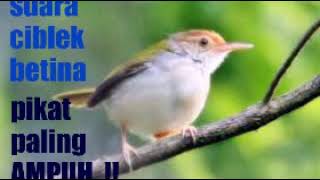 SUARA PIKAT BURUNG CIBLEK PALING AMPUH