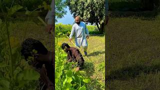 Haha fake chaudary 😜 very funny video @XFUN-SK @comedykingtv91 #shorts #funny #status