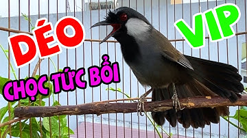 🐍Khướu Hót GIỌNG RỪNG RẤT HAY / LUYẾN LÁY NHIỀU GIỌNG.giọng rừng kích khướu,khướu bổi hót căng lửa.