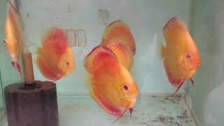 Discus - Albino Golden Red Adult